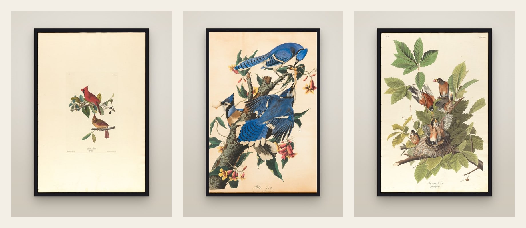 Backyard Birds — set of three prints