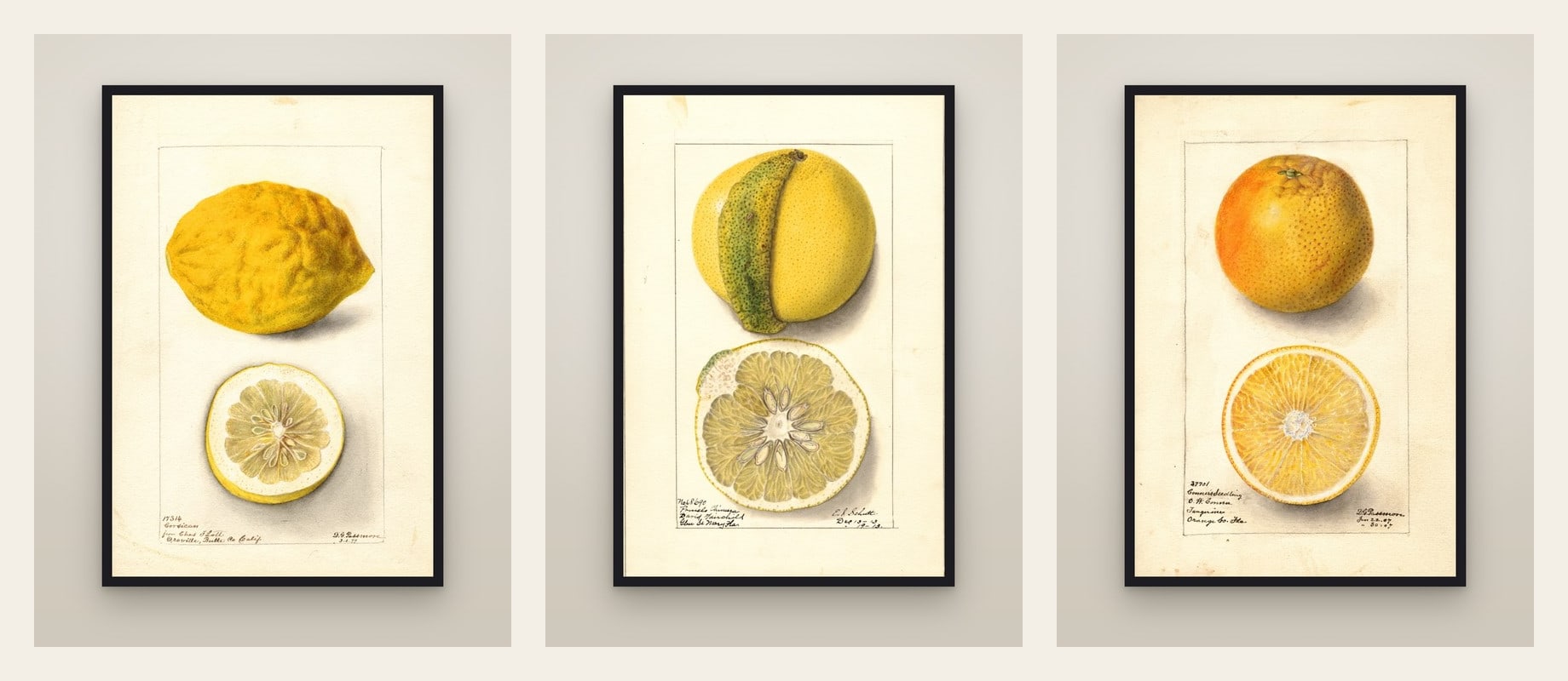 Citrus — set of three prints