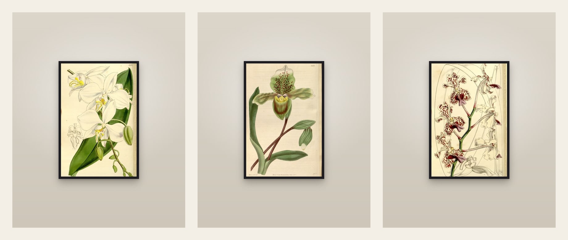 Three Orchids — set of three prints
