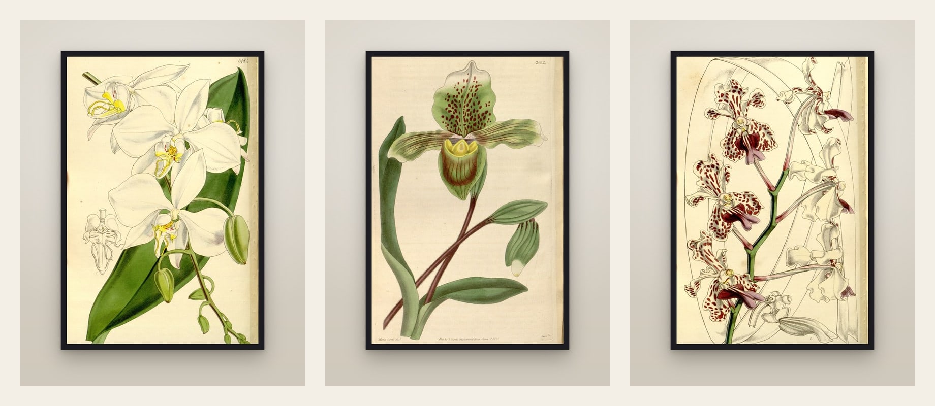 Three Orchids — set of three prints