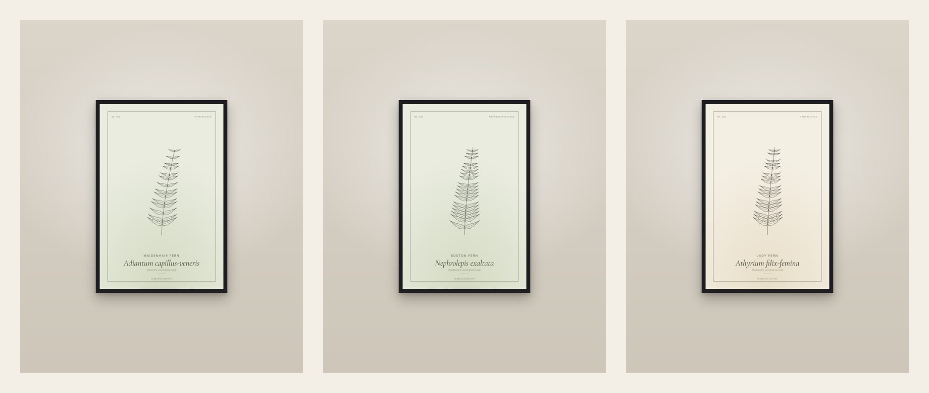 Three Ferns — set of three prints