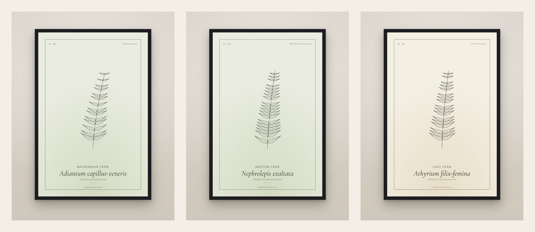 Three Ferns — set of three prints