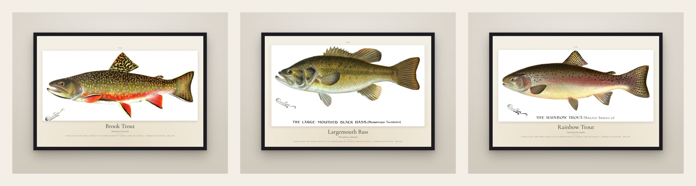 Game Fish — set of three prints