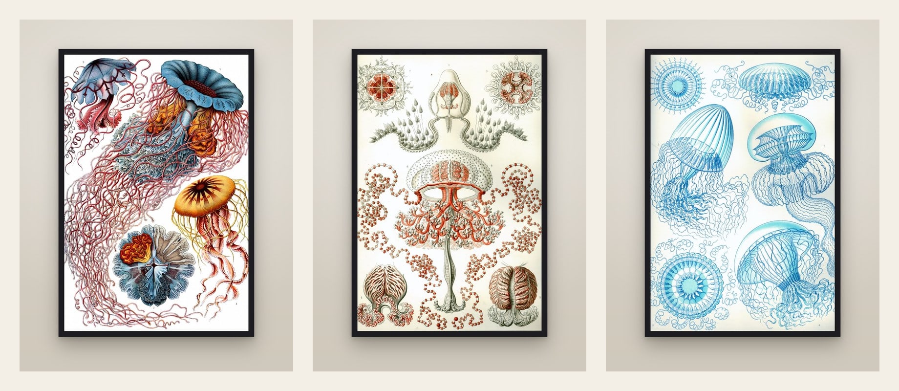 Haeckel's Jellyfish — three prints hung as a set