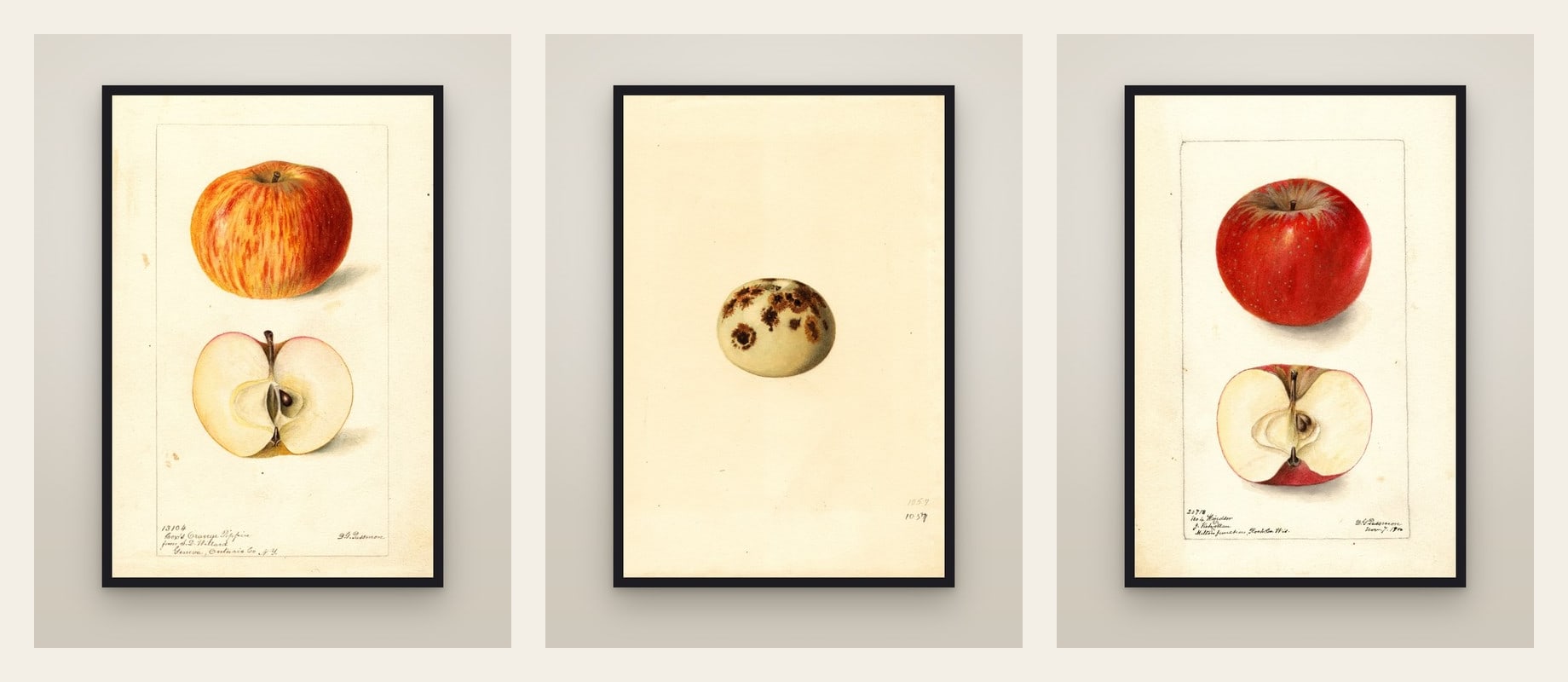 Three Apples — set of three prints