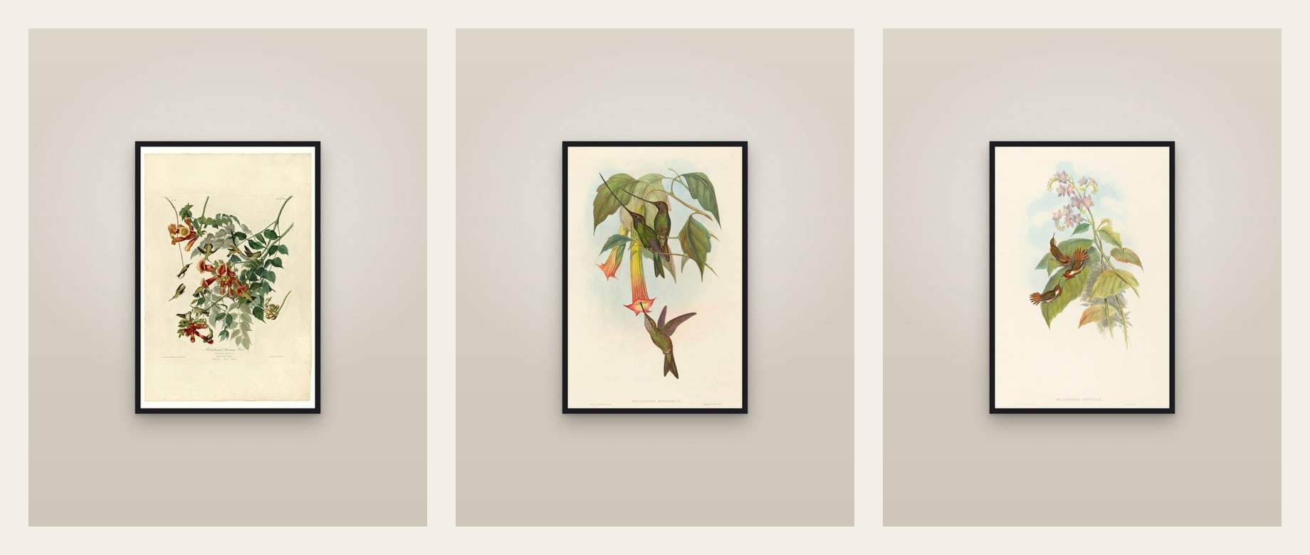 Hummingbirds — set of three prints
