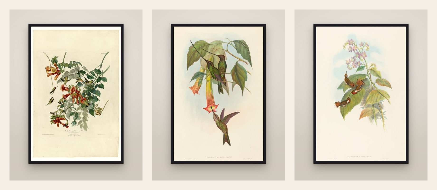 Hummingbirds — set of three prints