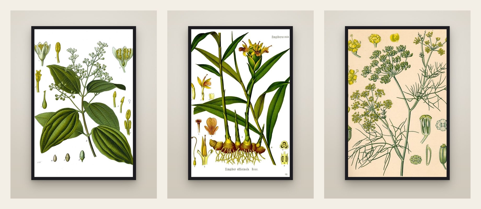 Spice Plants — set of three prints