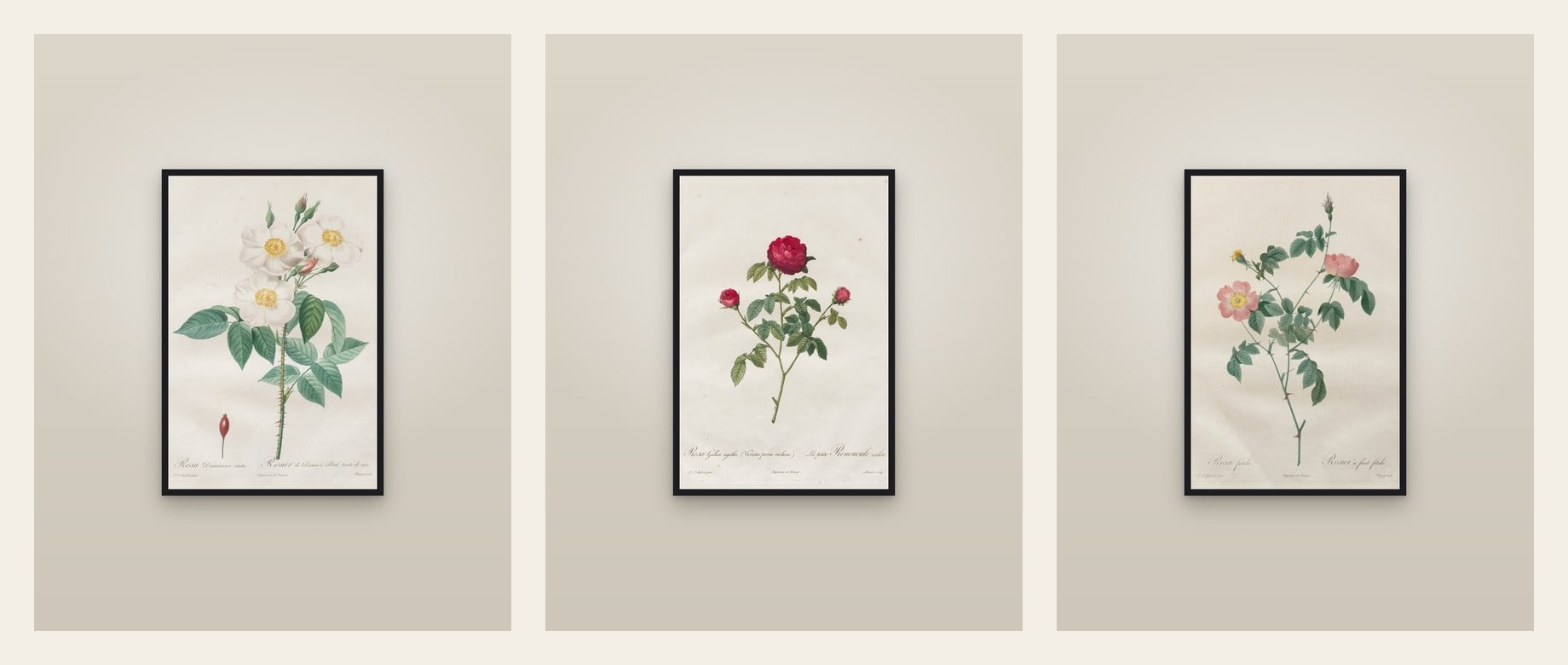 Three Redouté Roses — set of three prints