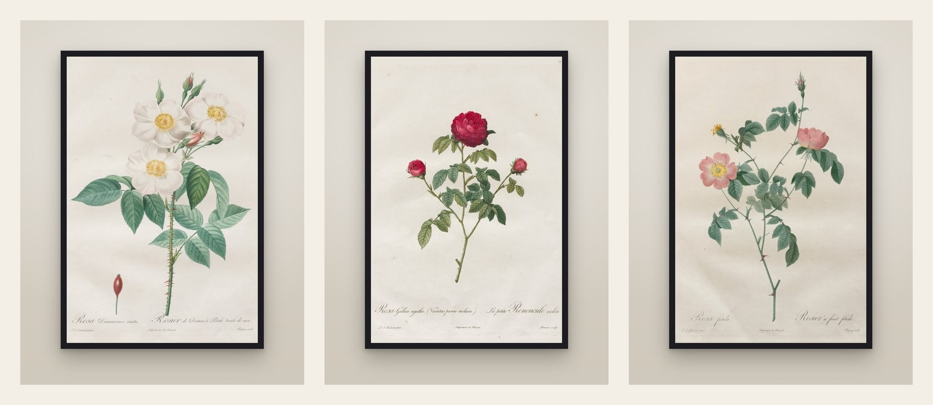 Three Redouté Roses — set of three prints