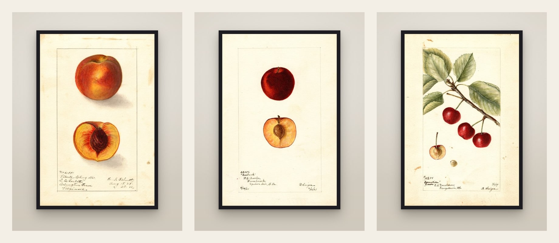 Stone Fruit — set of three prints