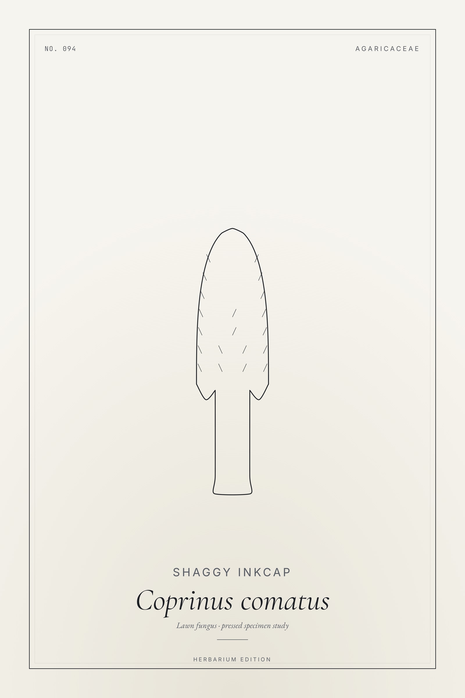 Shaggy Inkcap — Botanical Specimen