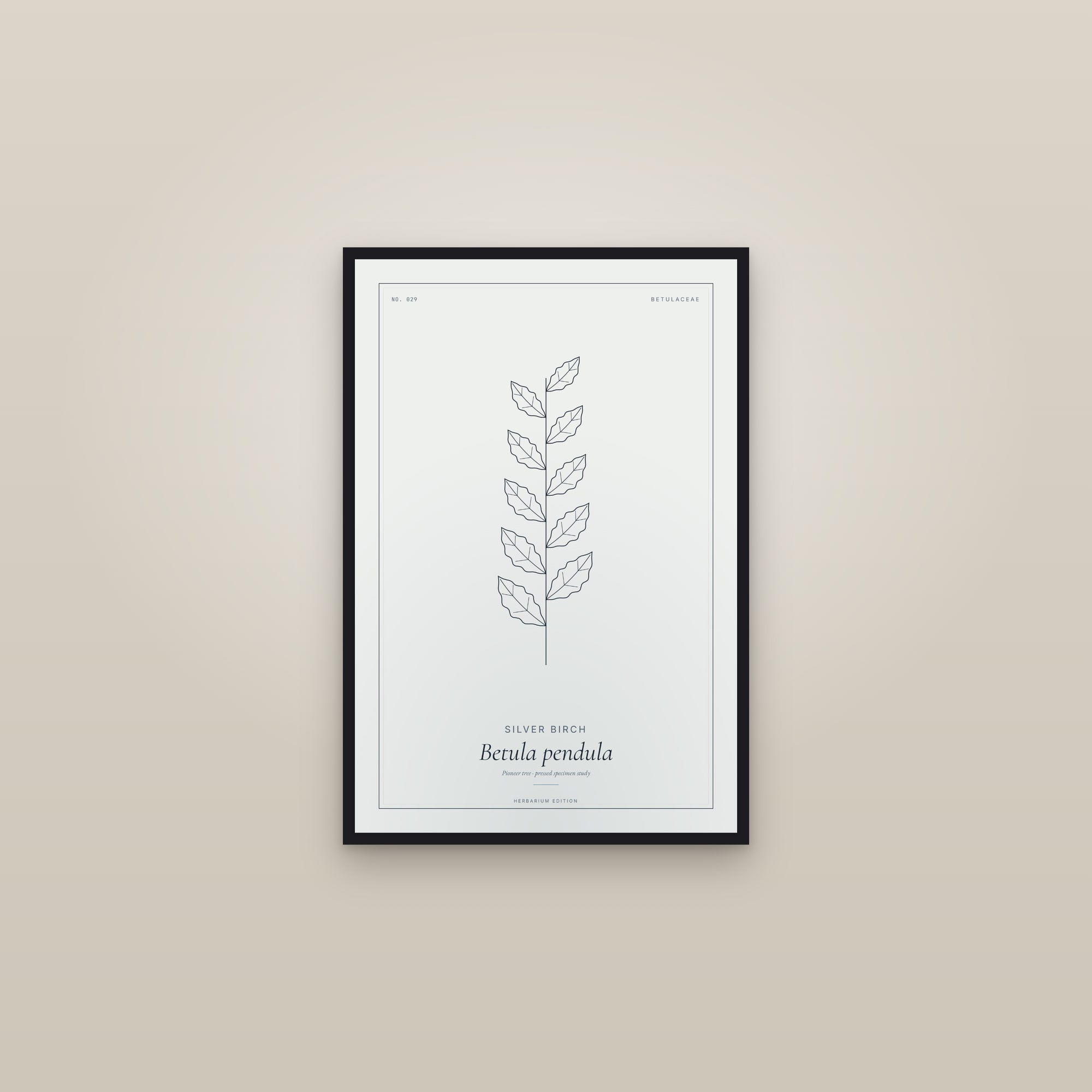 Silver Birch — Botanical Specimen — framed in a gallery setting