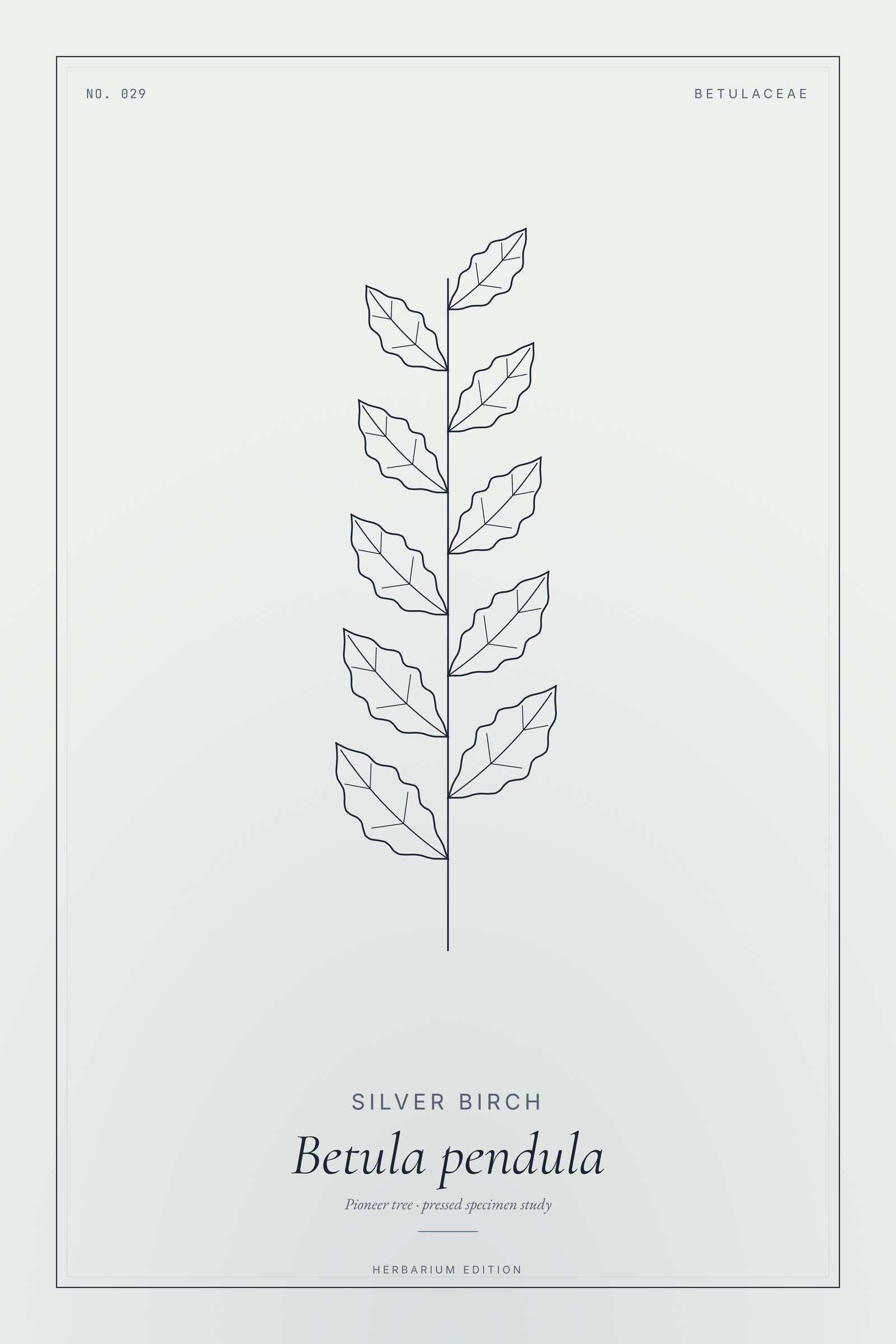 Silver Birch — Botanical Specimen