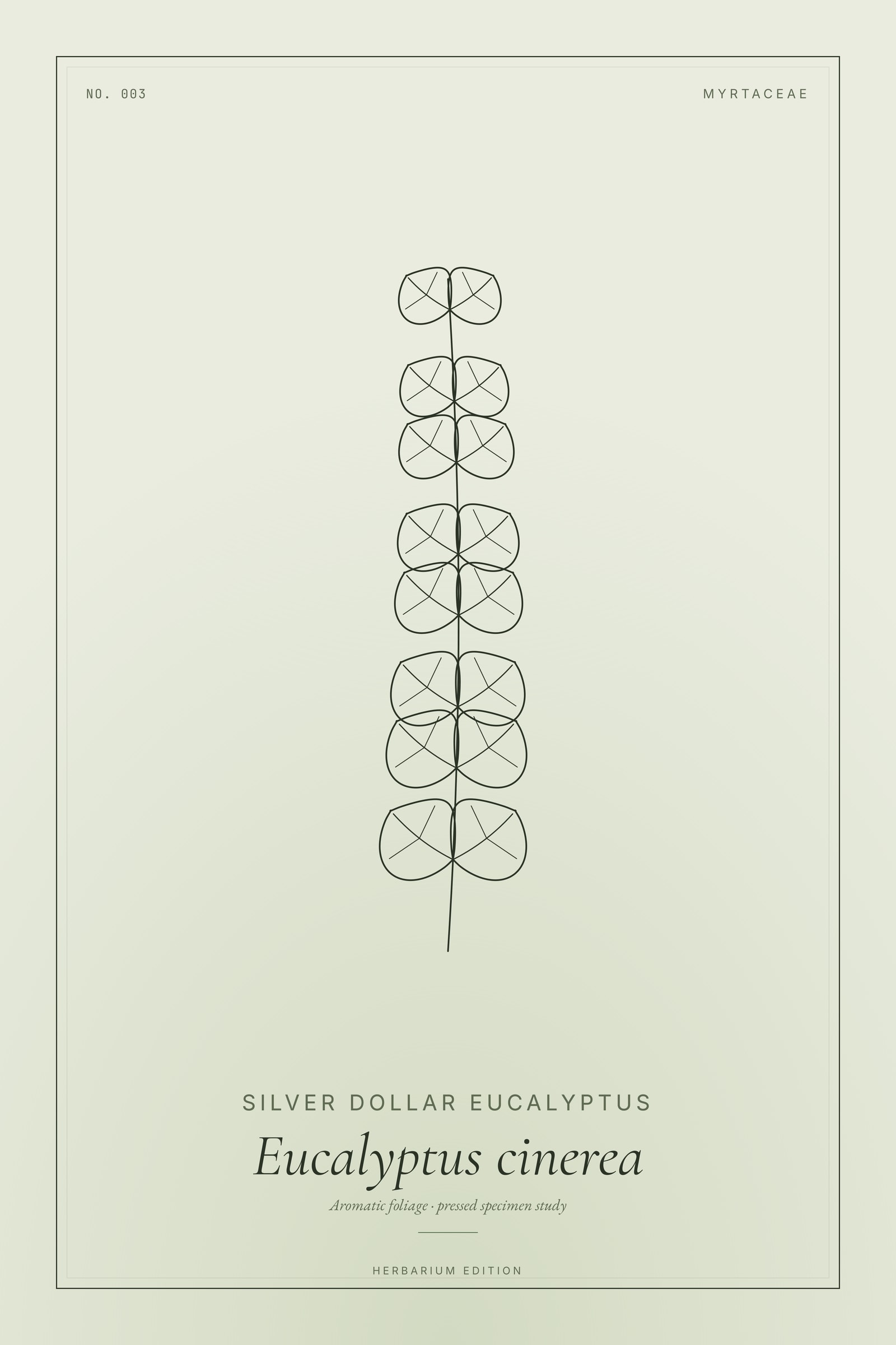 Silver Dollar Eucalyptus — Botanical Specimen