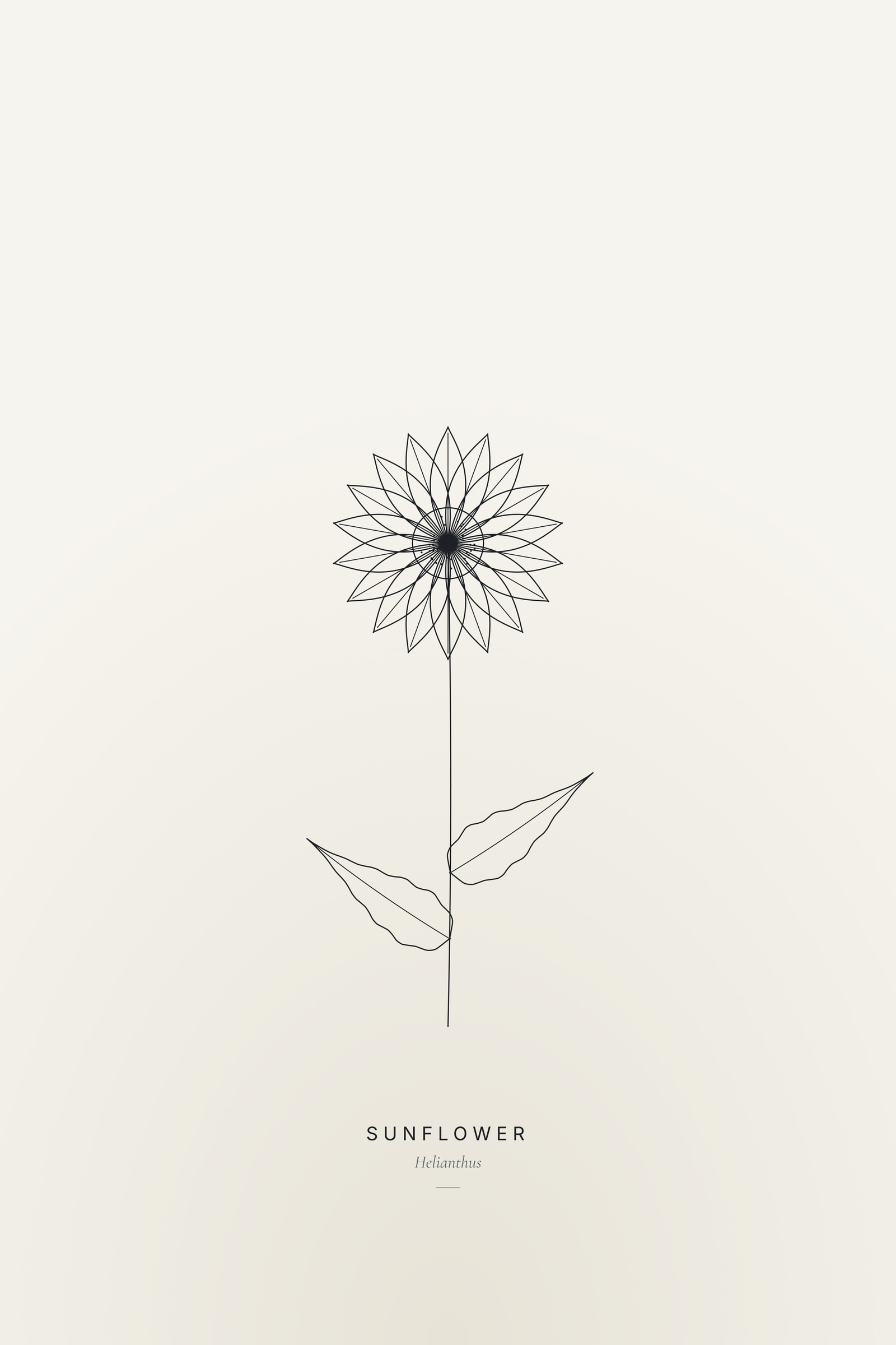 Sunflower (Line) — Line Study