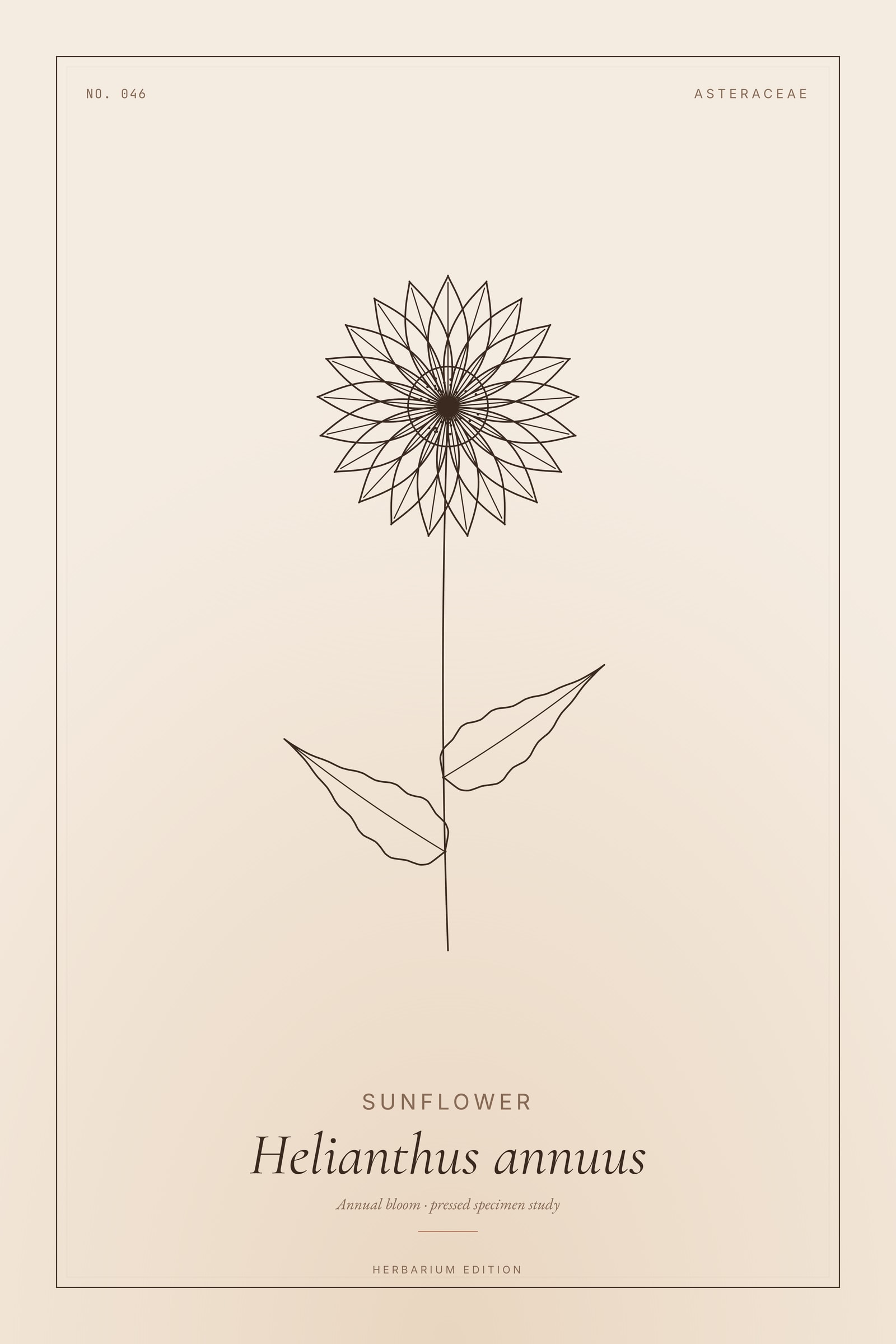 Sunflower — Botanical Specimen