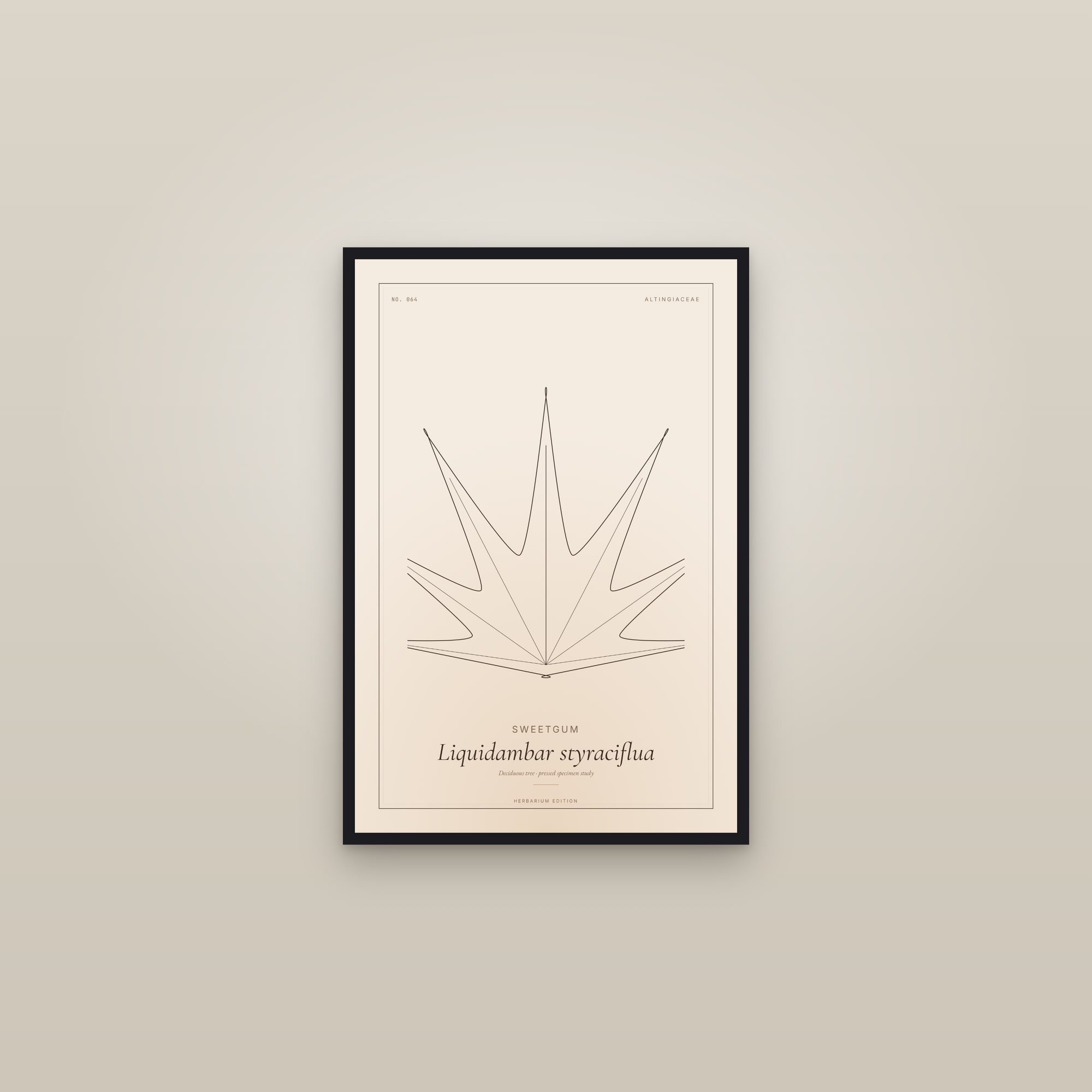 Sweetgum — Botanical Specimen — framed in a gallery setting