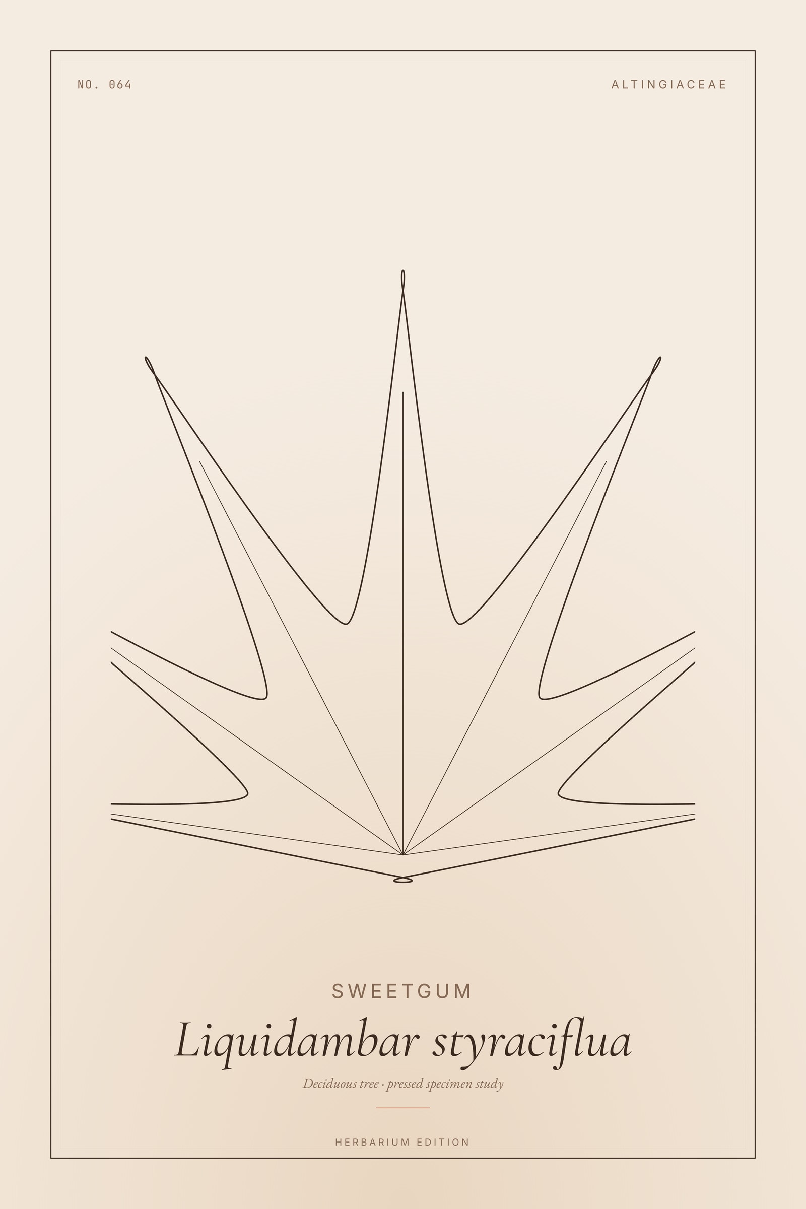 Sweetgum — Botanical Specimen