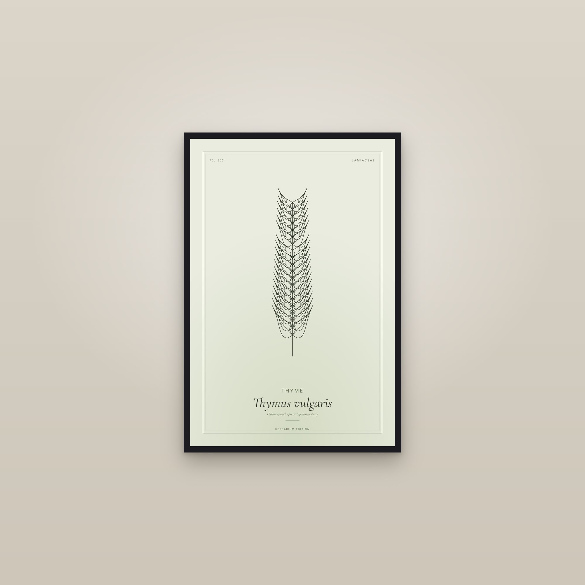 Thyme — Botanical Specimen — framed in a gallery setting