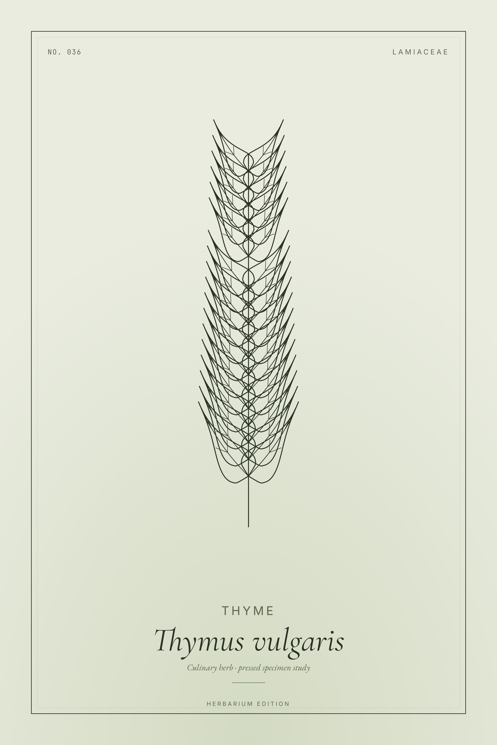 Thyme — Botanical Specimen
