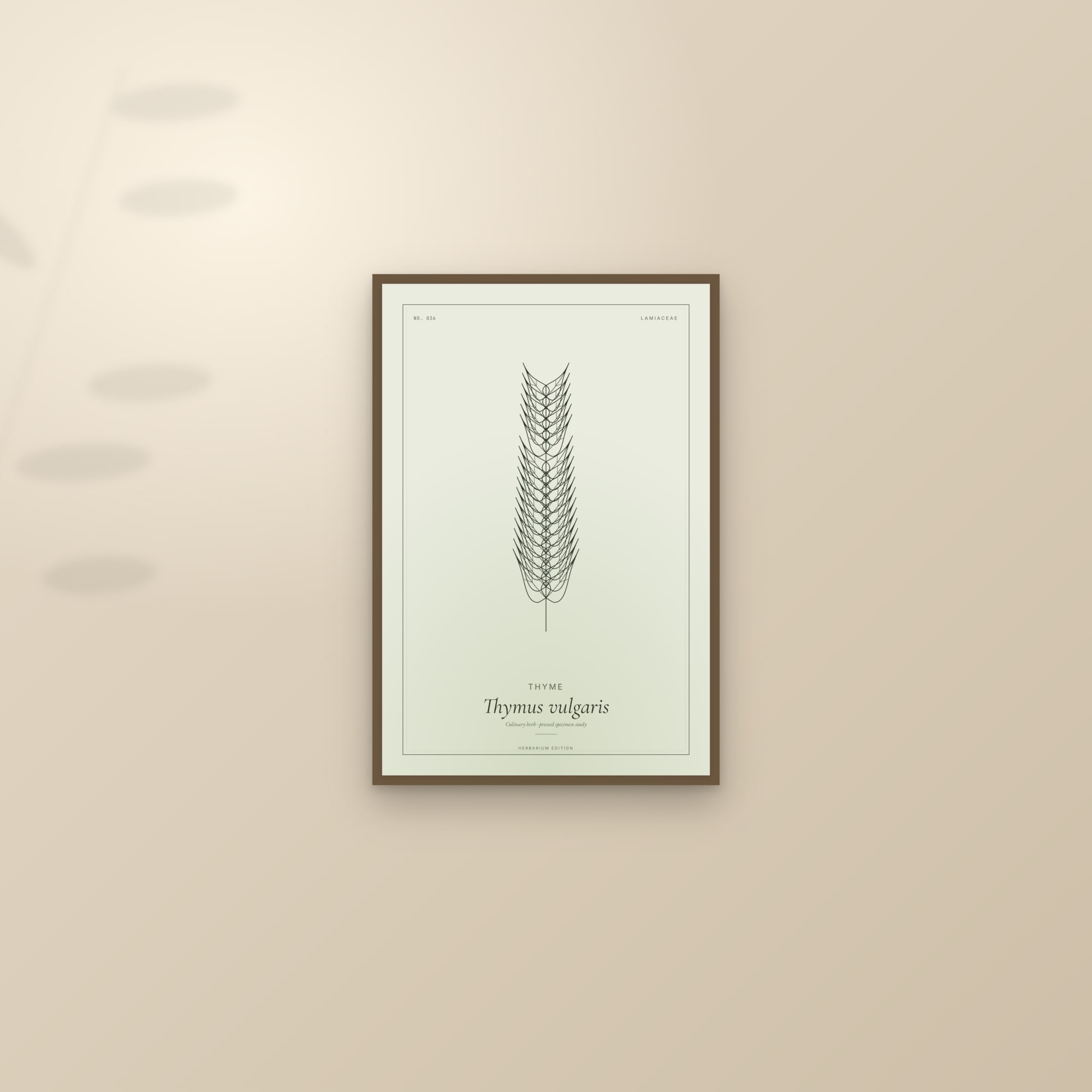 Thyme — Botanical Specimen — framed and styled on a sunlit wall