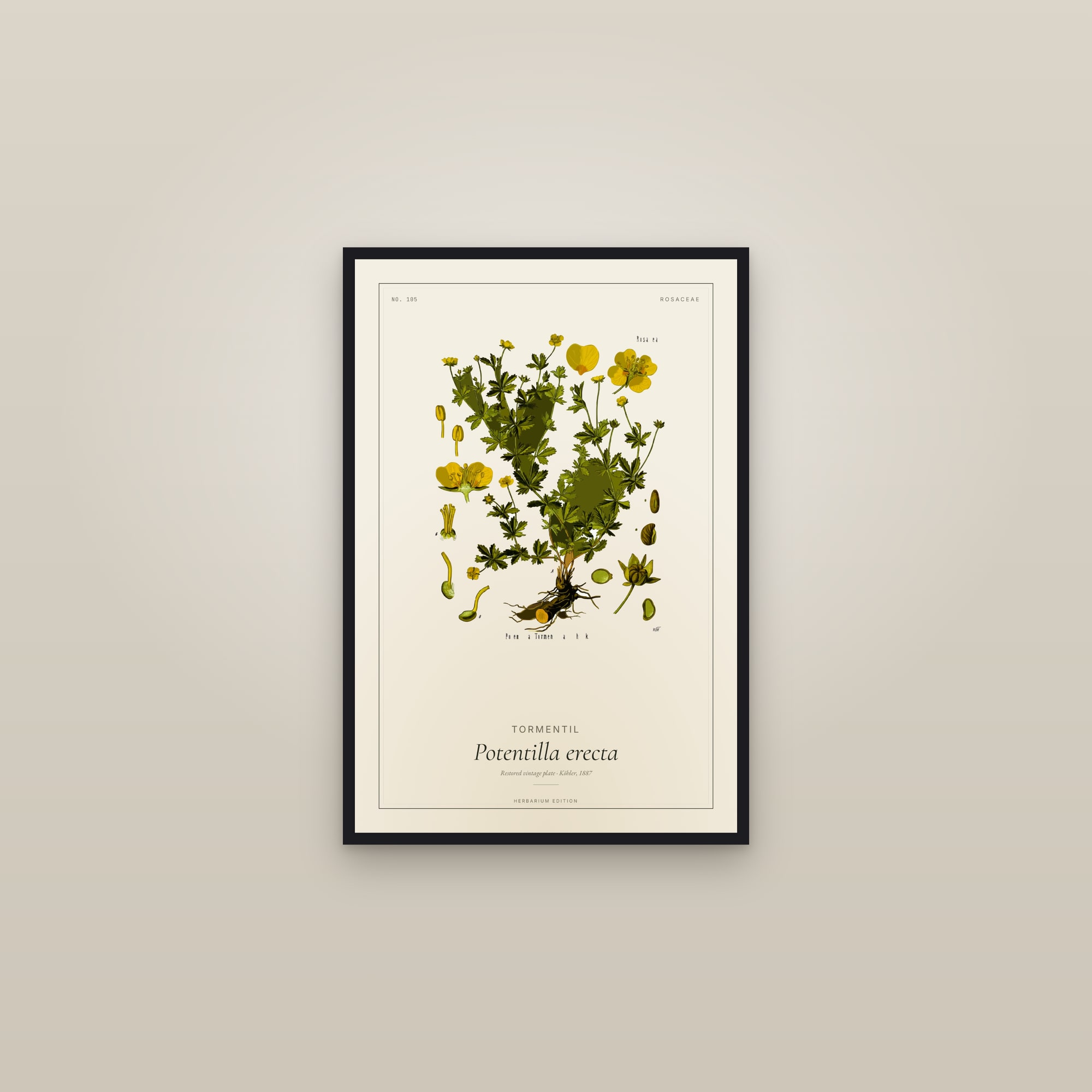 Tormentil (Botanical) — Botanical Plate — framed in a gallery setting