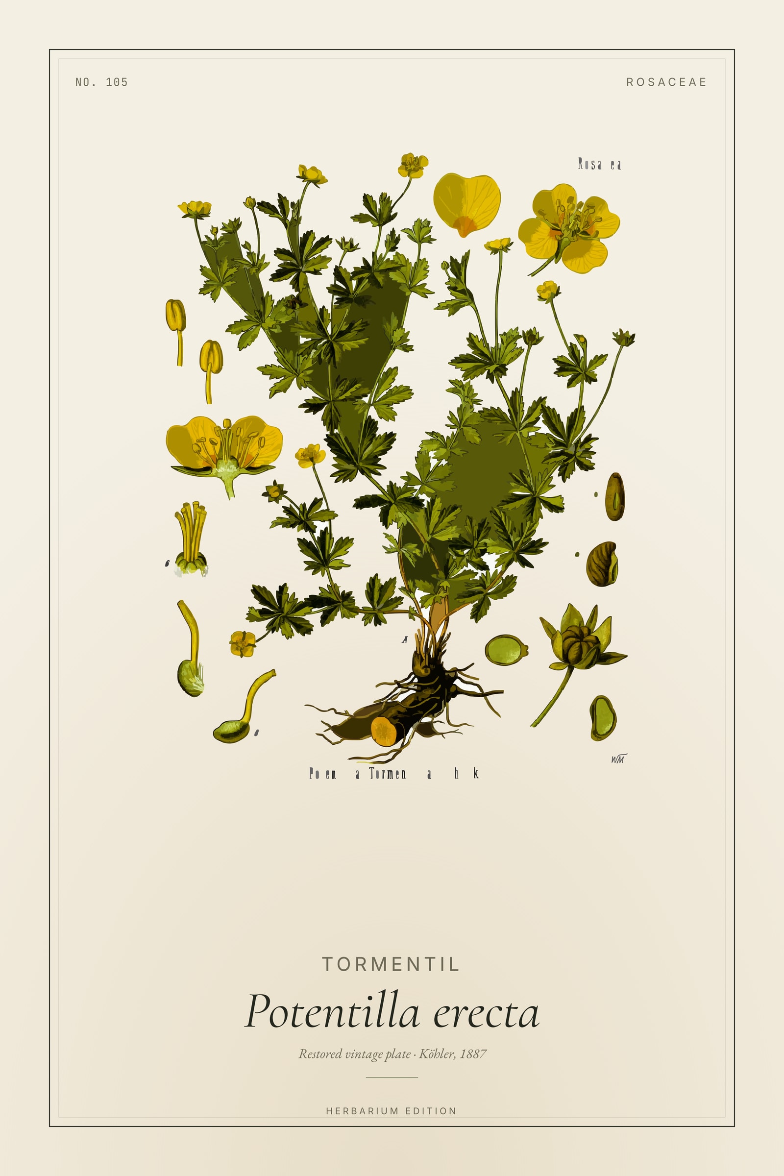 Tormentil (Botanical) — Botanical Plate
