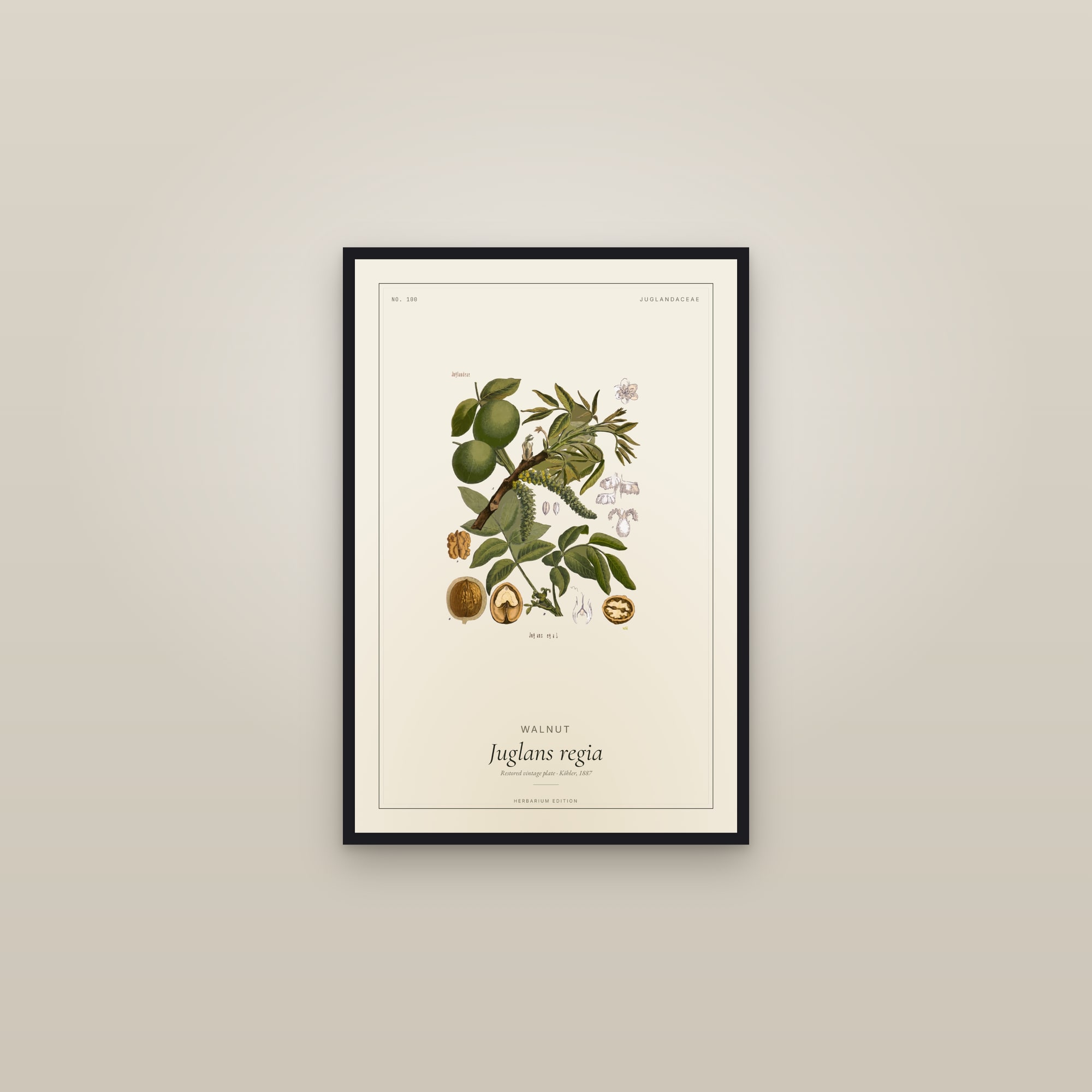 Walnut (Botanical) — Botanical Plate — framed in a gallery setting