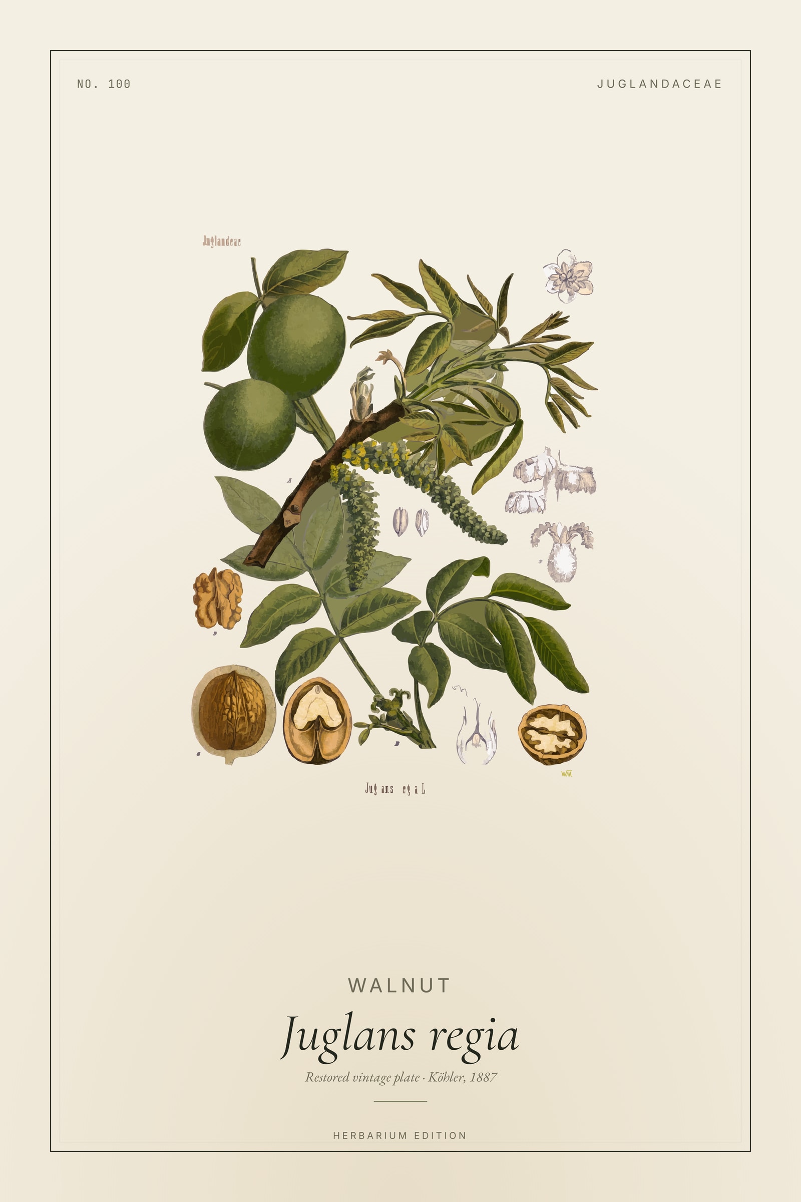 Walnut (Botanical) — Botanical Plate