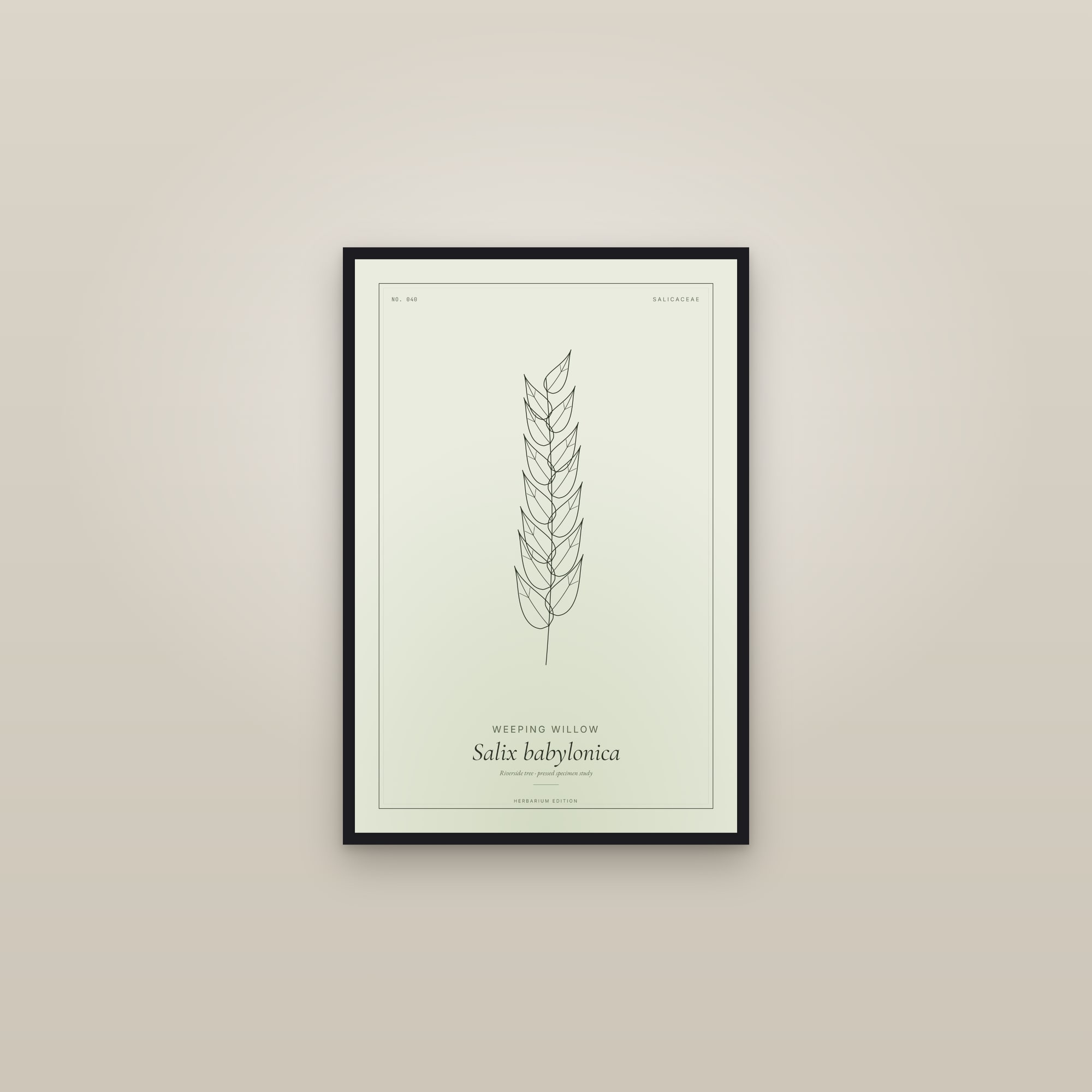 Weeping Willow — Botanical Specimen — framed in a gallery setting