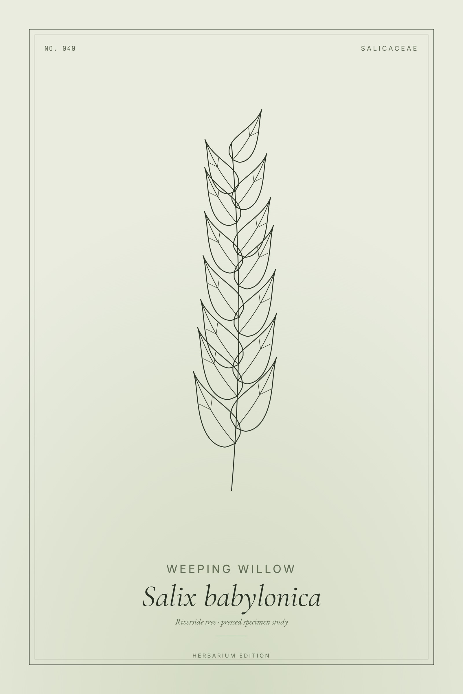 Weeping Willow — Botanical Specimen