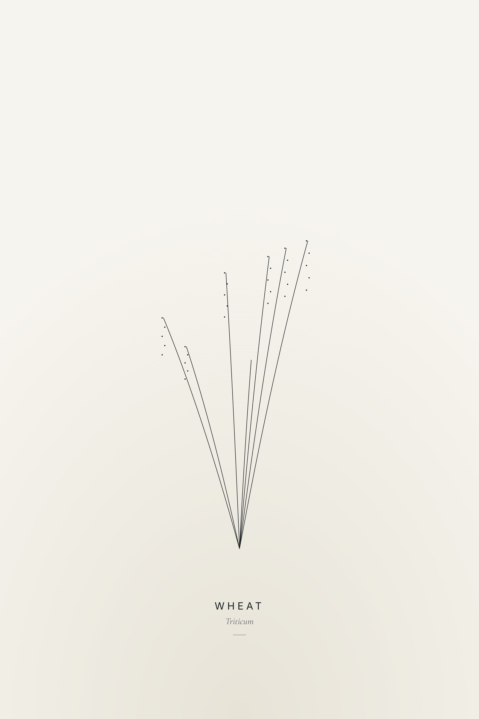 Wheat (Line) — Line Study
