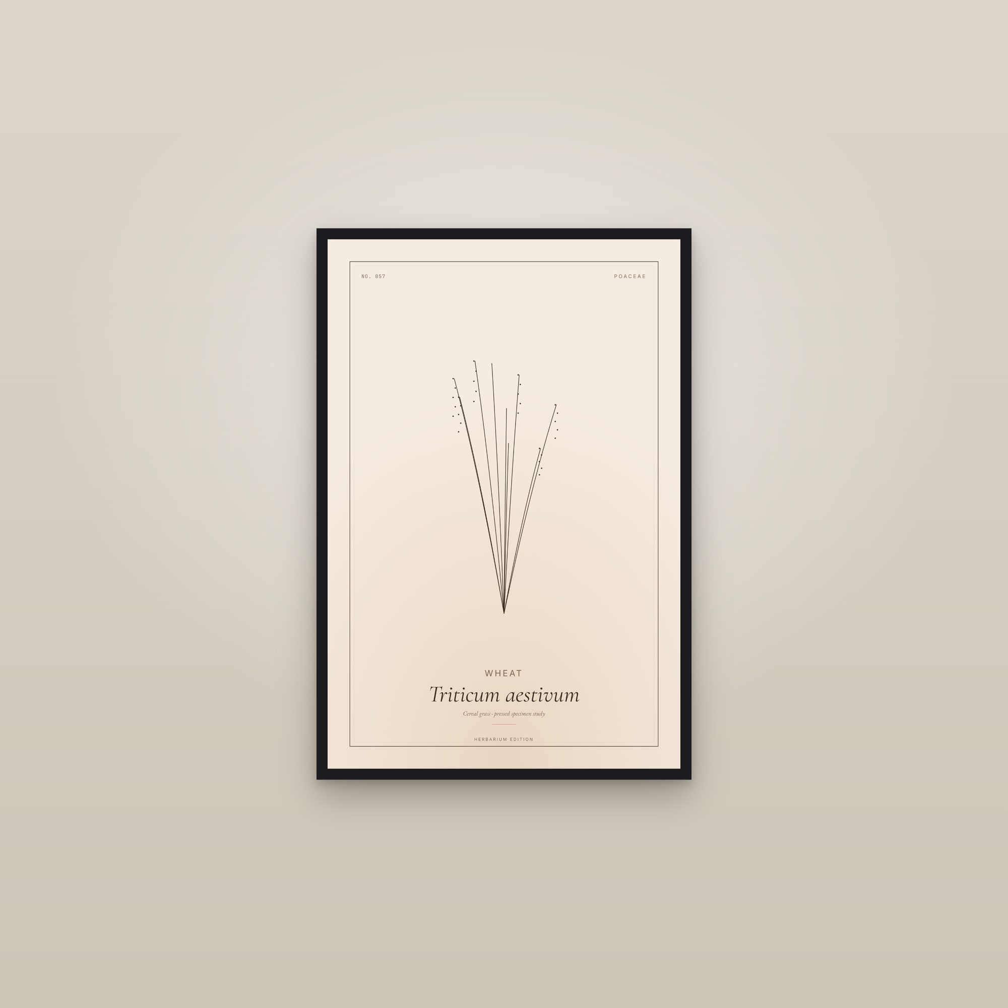 Wheat — Botanical Specimen — framed in a gallery setting