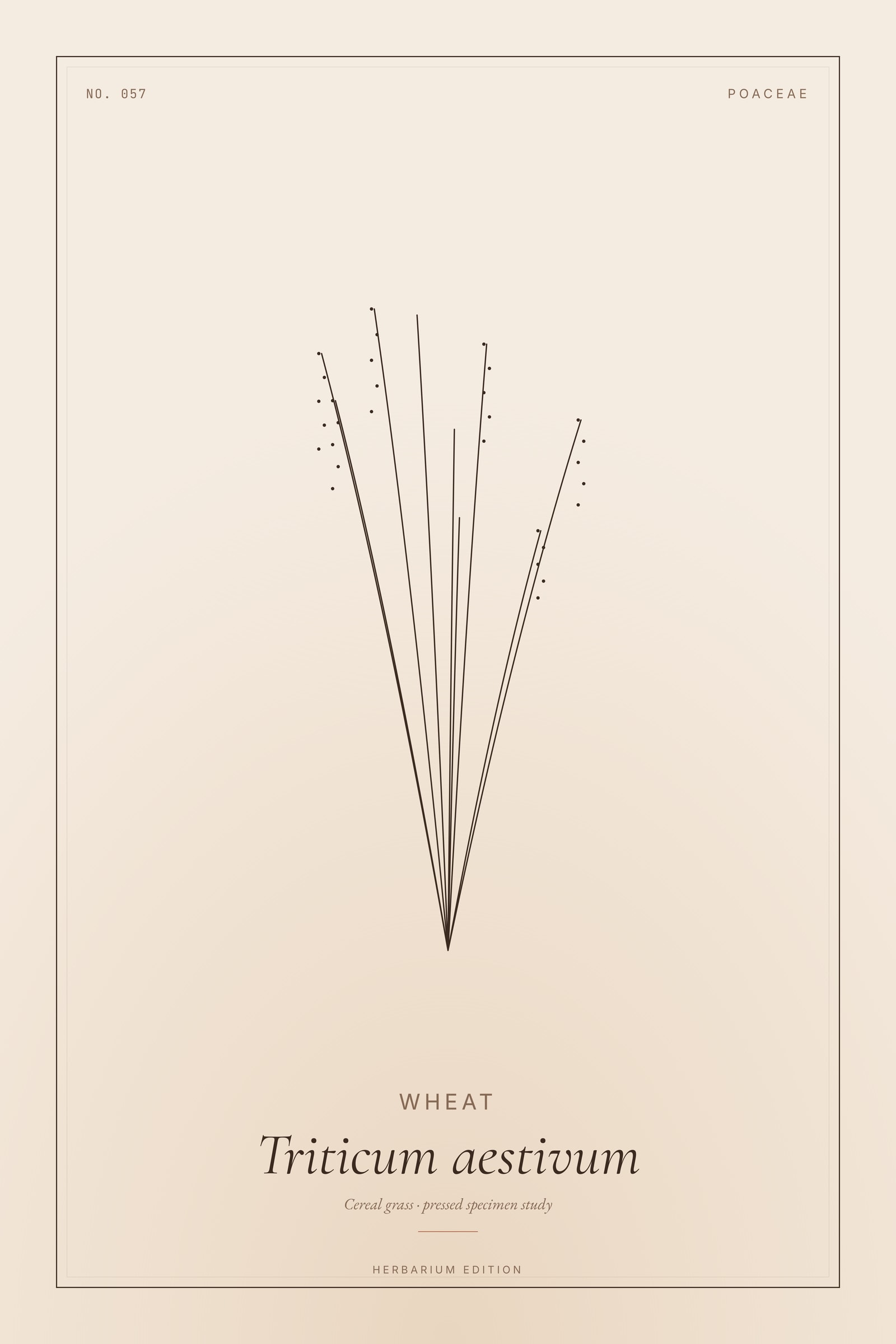 Wheat — Botanical Specimen