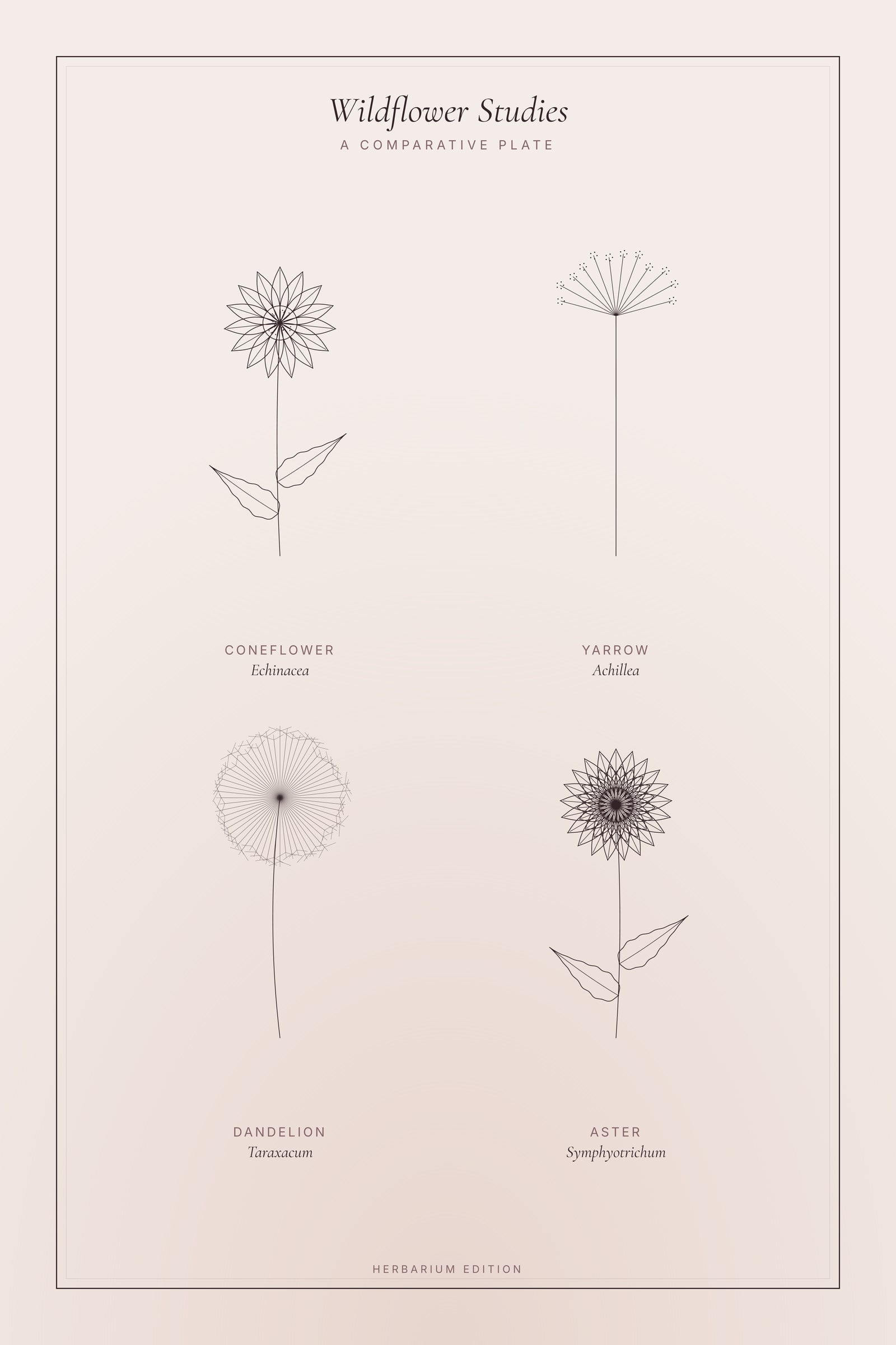 Wildflower Studies — Botanical Plate