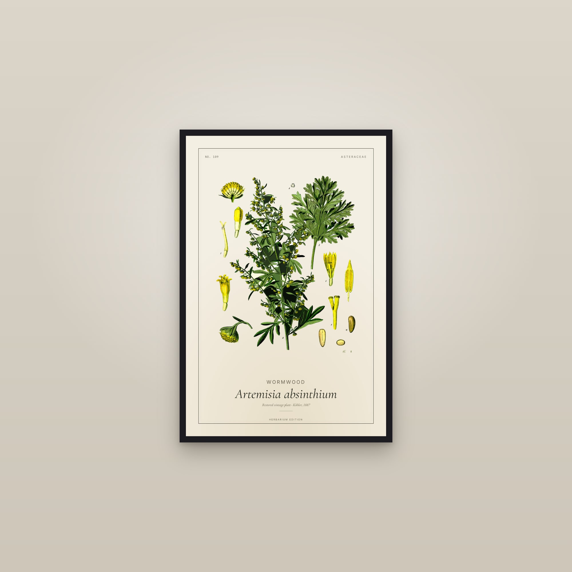 Wormwood (Botanical) — Botanical Plate — framed in a gallery setting