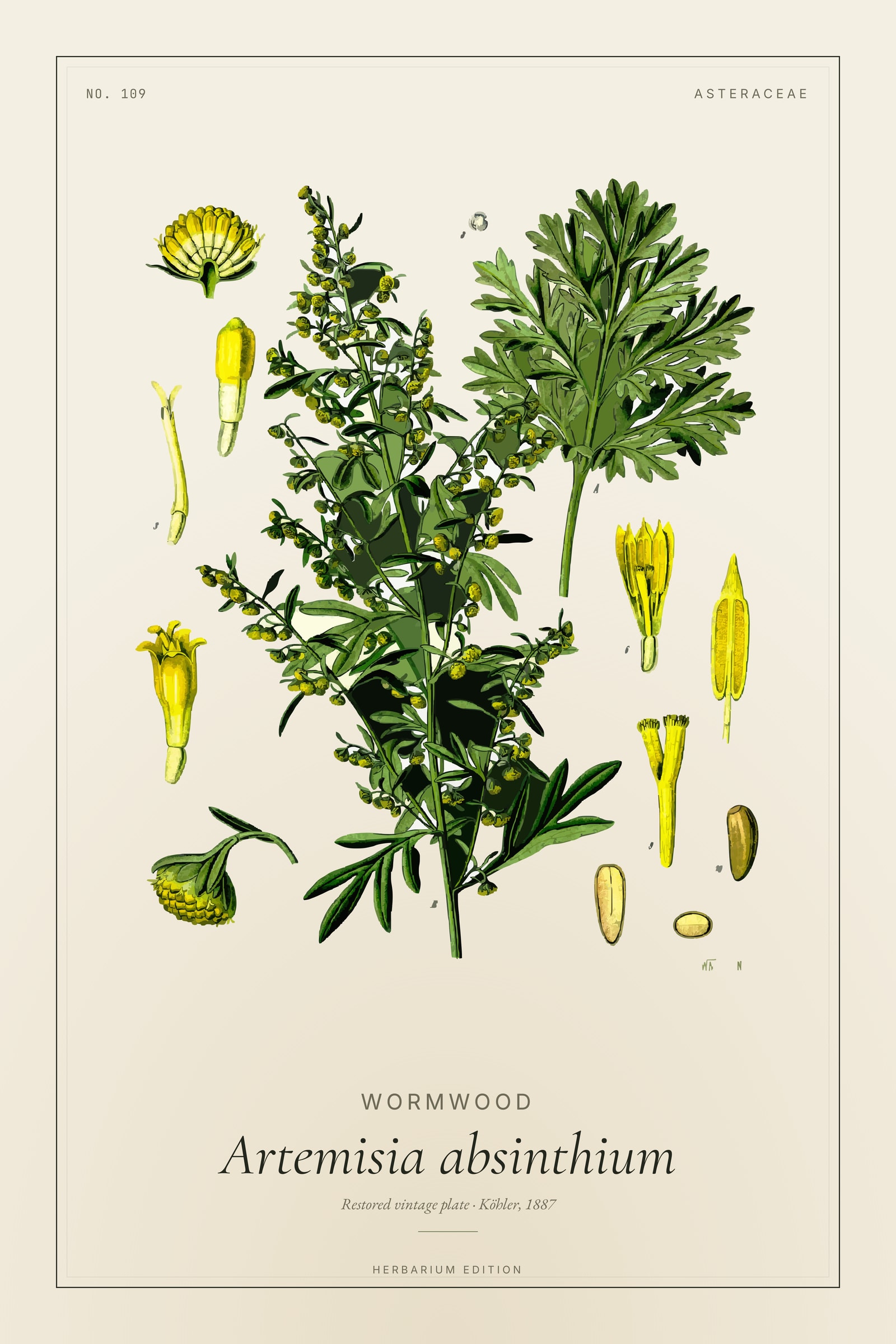 Wormwood (Botanical) — Botanical Plate
