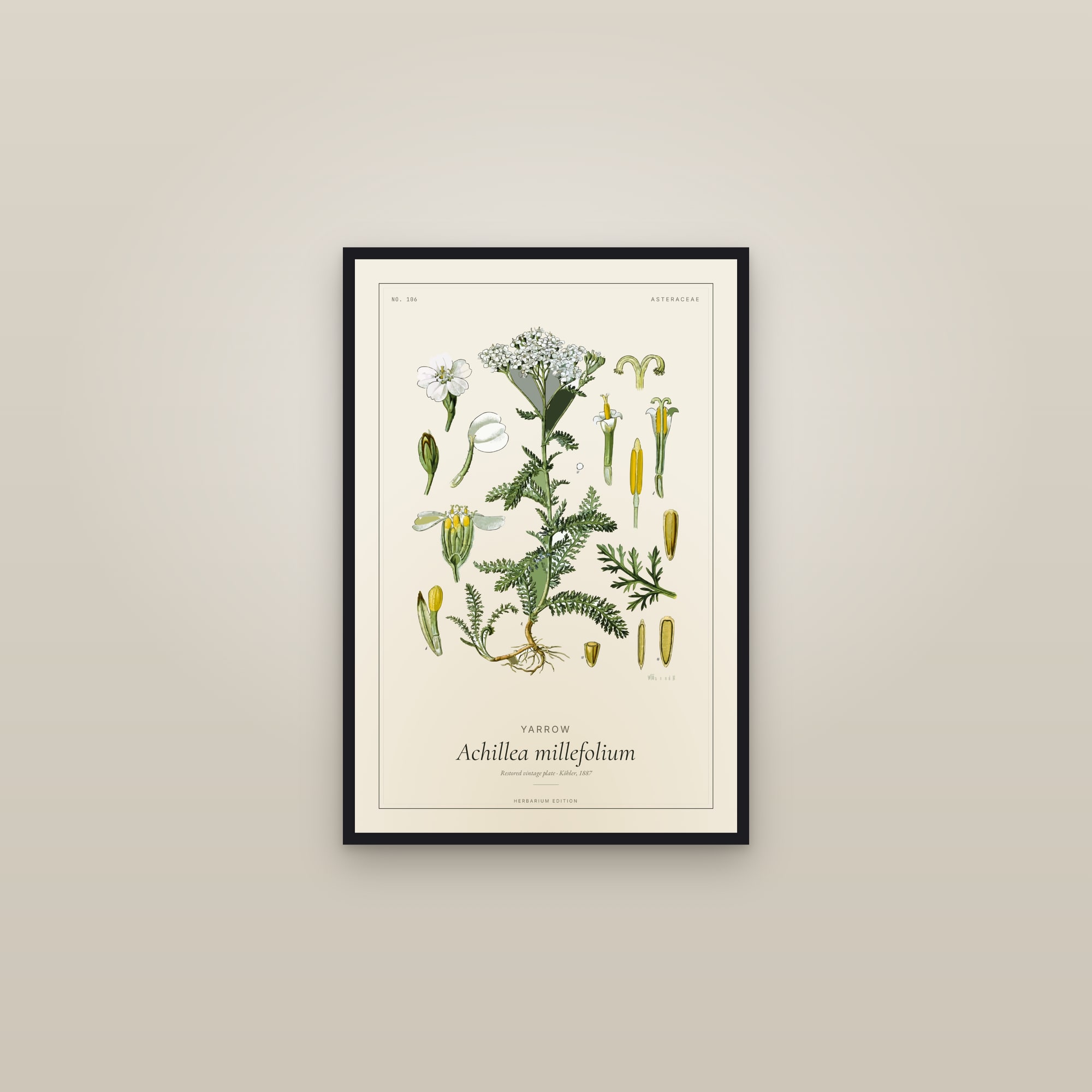 Yarrow (Botanical) — Botanical Plate — framed in a gallery setting