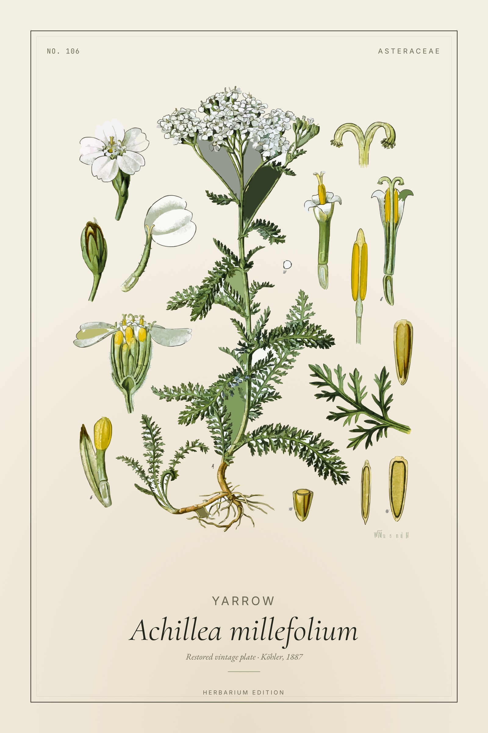 Yarrow (Botanical) — Botanical Plate